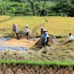 Ecological Agriculture in Malaysia: Cultivating Sustainability