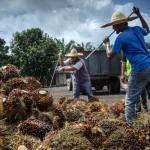 The Palm Oil Revolution: Latin America’s Rise and Malaysia’s Mettle