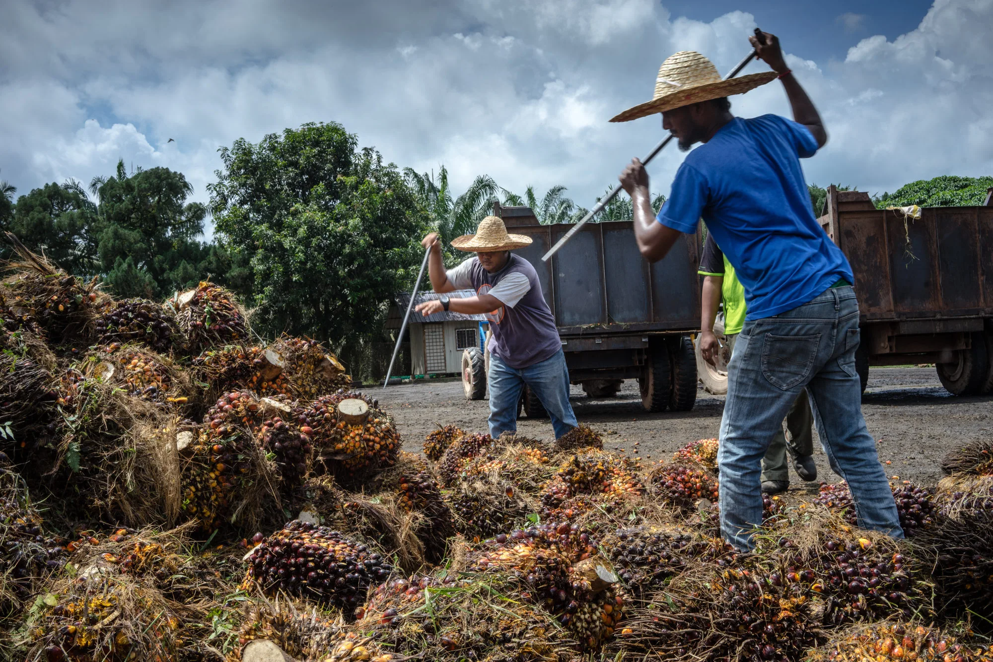 The Palm Oil Revolution: Latin America’s Rise and Malaysia’s Mettle